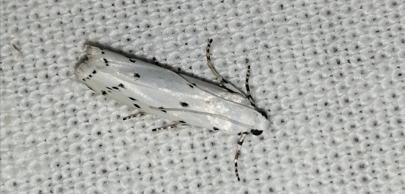 Myelois circumvoluta - pettyes karcsúmoly
