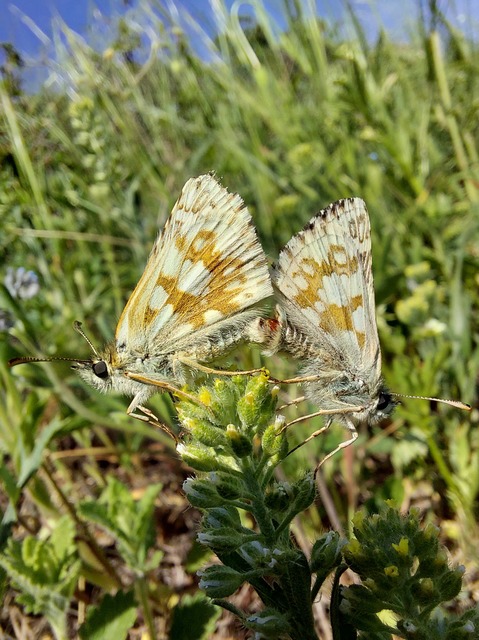 Pyrgus carthami - nagy busalepke