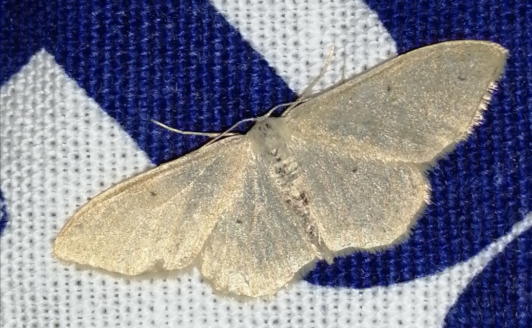 Idaea straminata - szalmasárga sávosaraszoló
