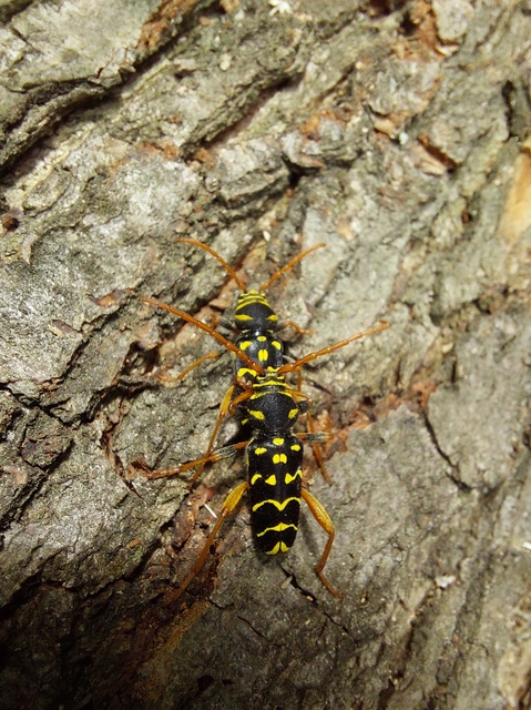 Plagionotus arcuatus - bársonyos darázscincér