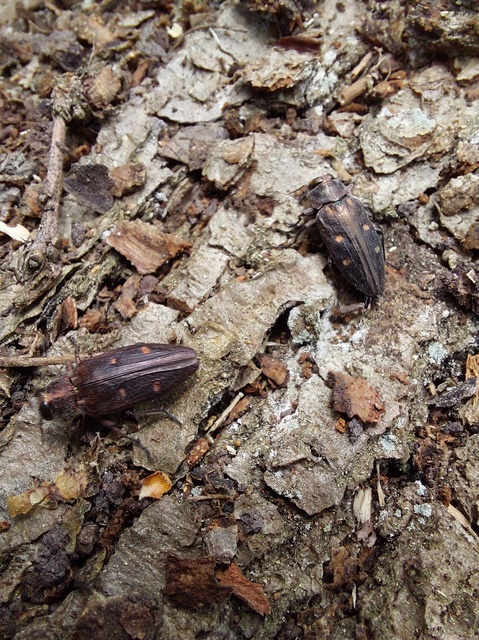 Chrysobothris affinis - aranypettyes díszbogár