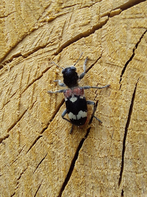 Clerus mutillarius - feketenyakú szúfarkas