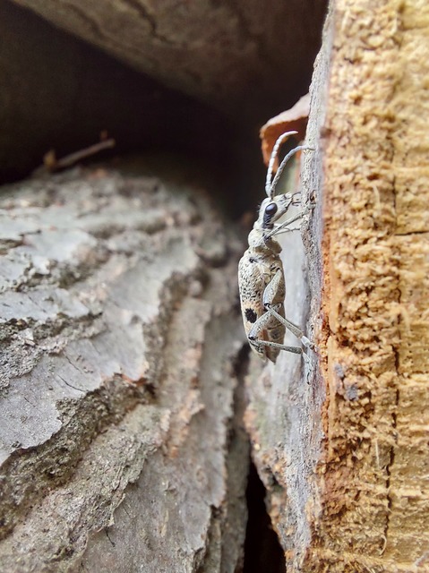 Rhagium mordax - cser-tövisescincér