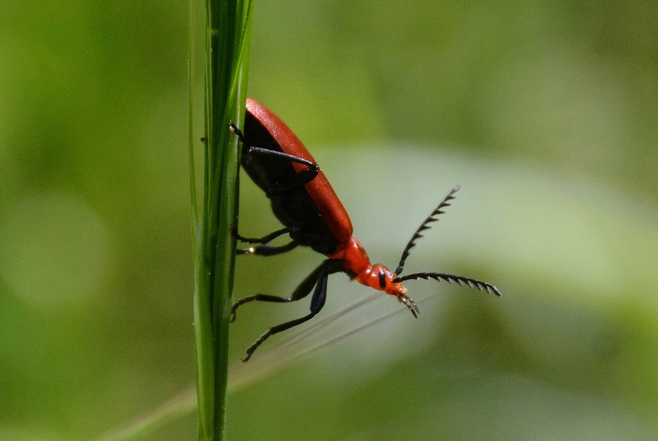 Pyrochroa serraticornis - közép-bíborbogár