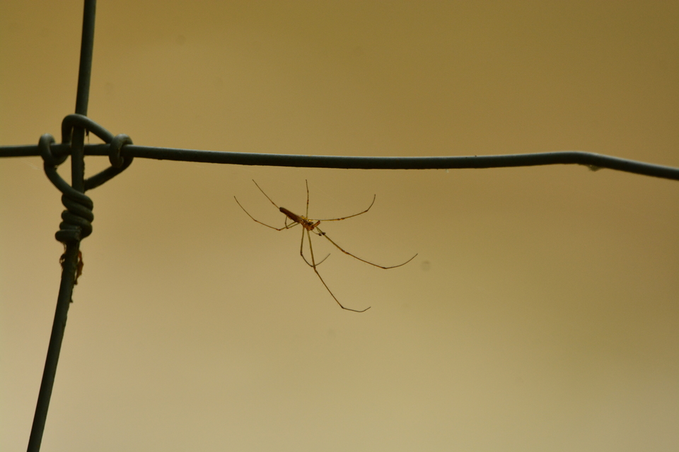 Tetragnatha