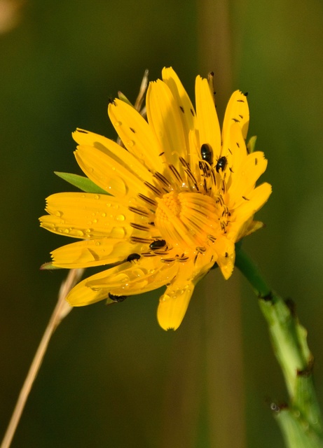 Brassicogethes Brassicogethes