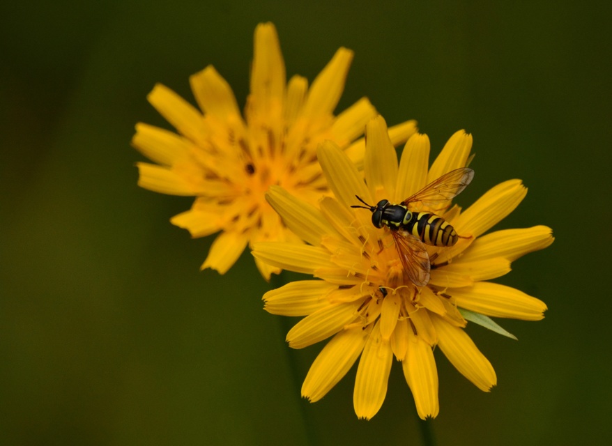 Chrysotoxum