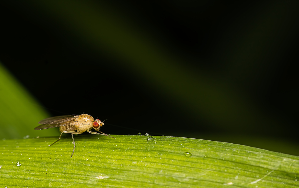 Lauxaniidae - pudvalegyek