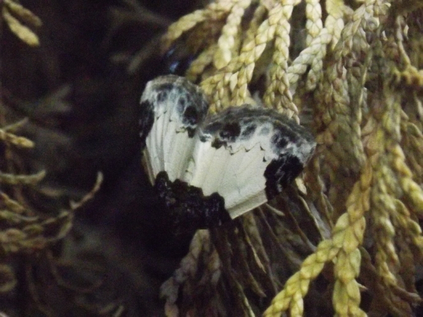 Mesoleuca albicillata - tarka fűzfaaraszoló