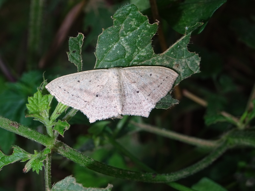 Scopula flaccidaria - alföldi sávosaraszoló