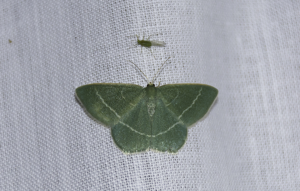 Chlorissa viridata/cloraria