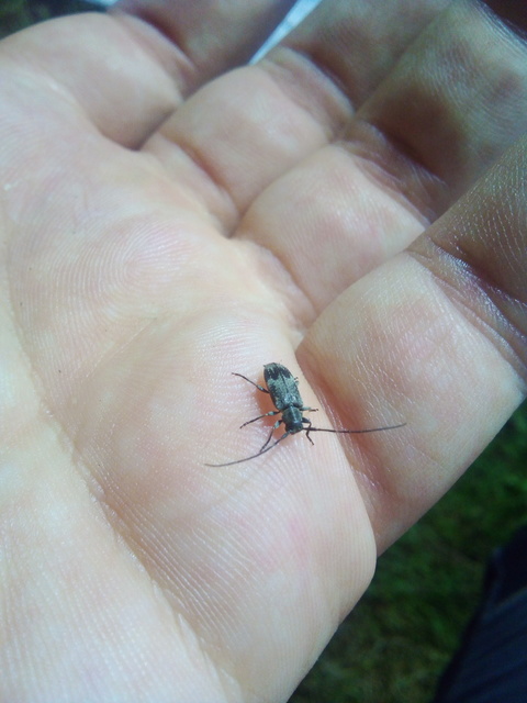 Exocentrus adspersus - tölgyfa-rőzsecincér