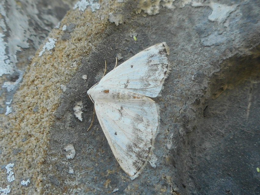 Lomographa temerata - foltos fehéraraszoló