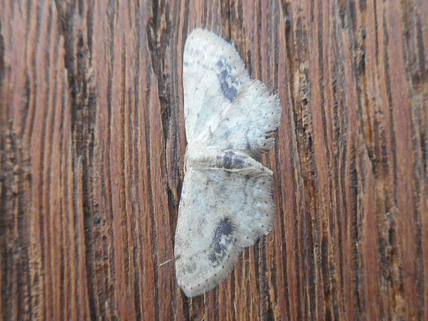 Idaea dimidiata - gyakori apróaraszoló
