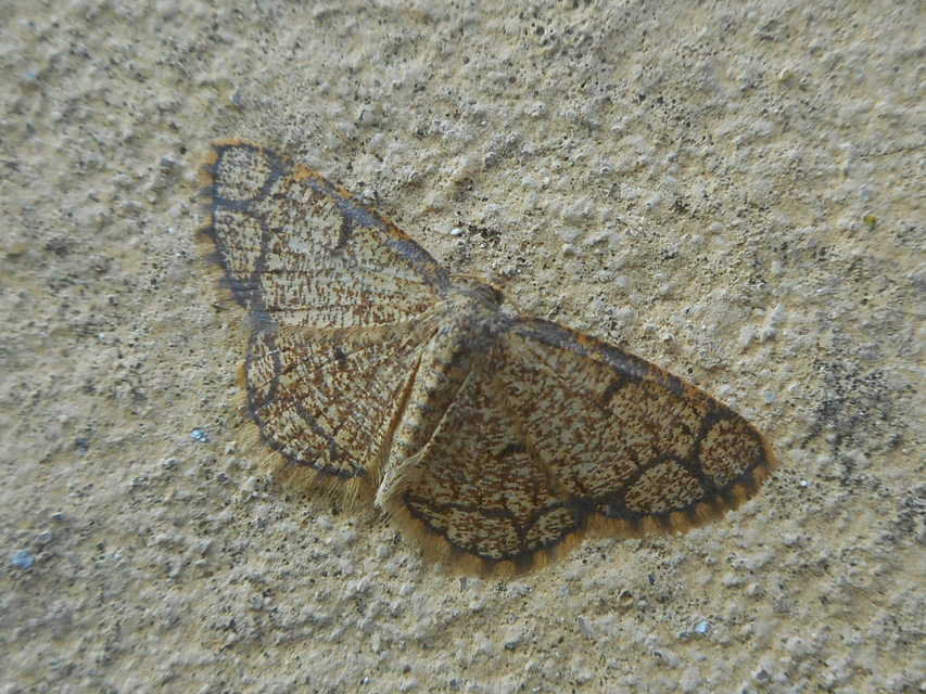 Stegania cararia - gyűrűs nyáraraszoló