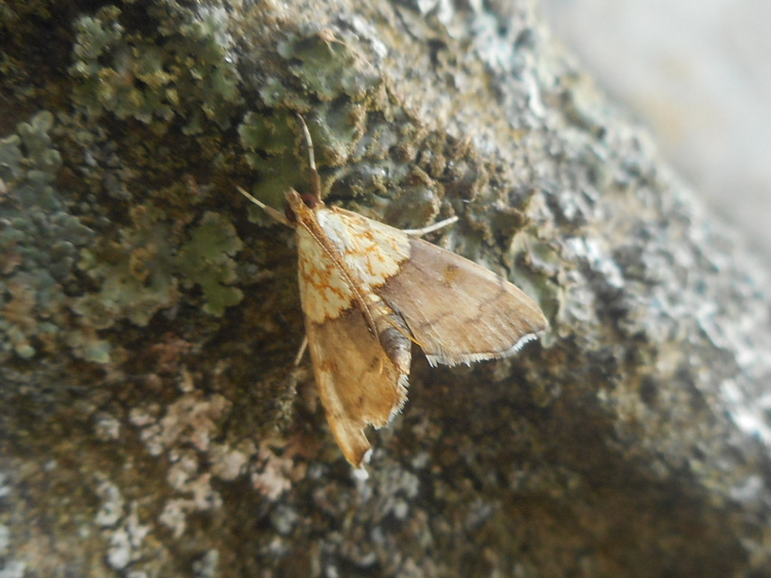 Agrotera nemoralis - ligeti tűzmoly