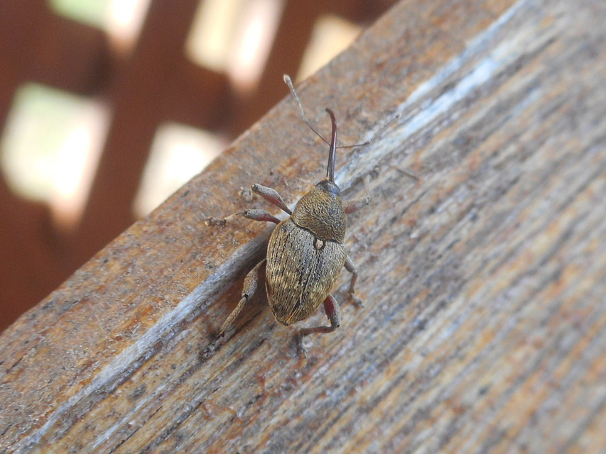 Curculio glandium - tölgymakkzsuzsóka