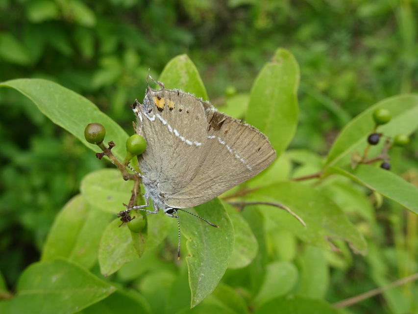 Satyrium spini - kökény-csücsköslepke