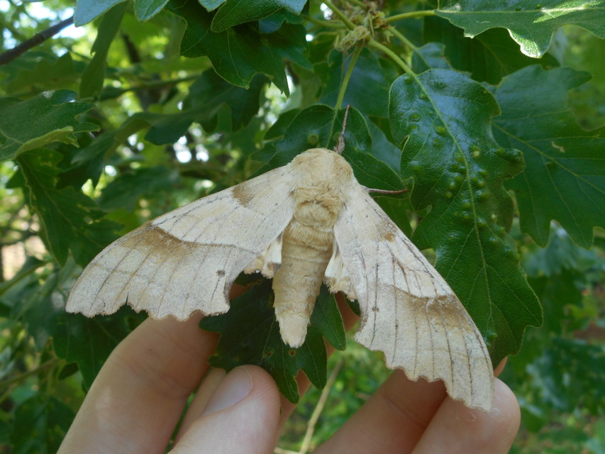 Marumba quercus - tölgyfaszender