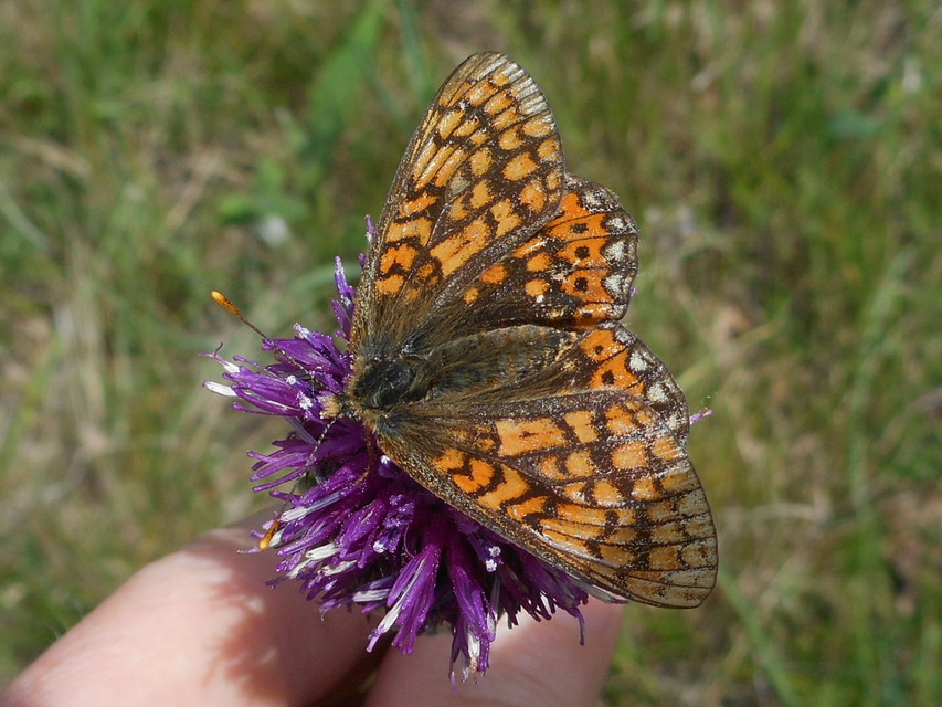 Euphydryas aurinia - lápi tarkalepke
