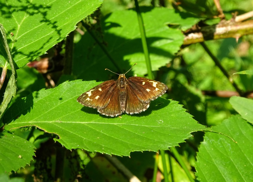 Heteropterus morpheus - tükrös busalepke