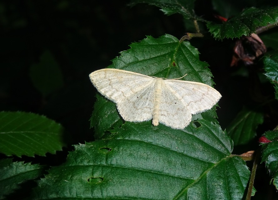Scopula floslactata - tejfehér sávosaraszoló