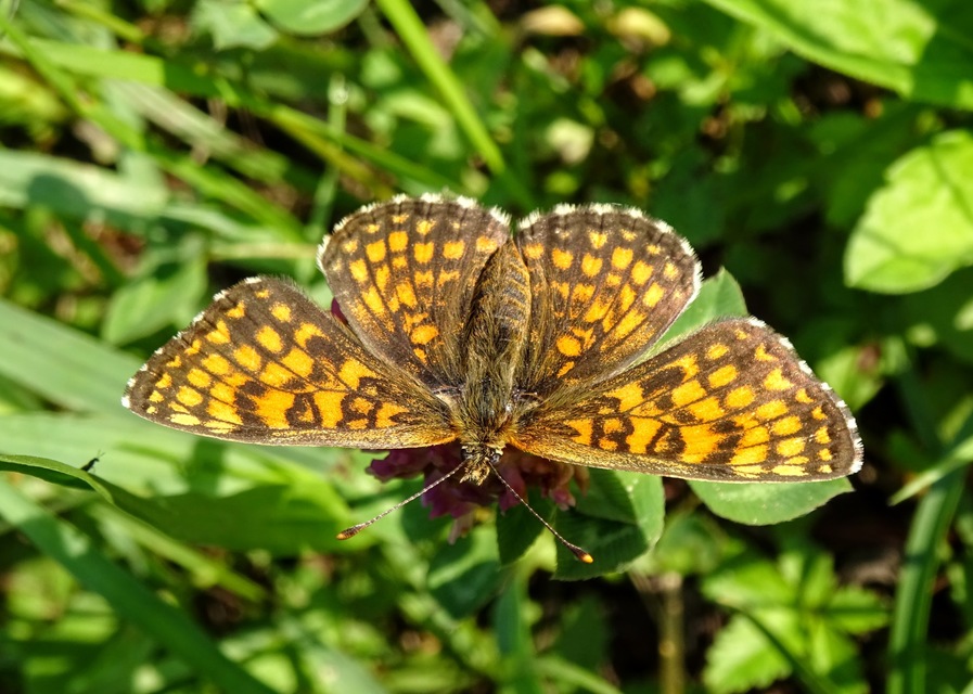 Melitaea athalia/aurelia/britomartis