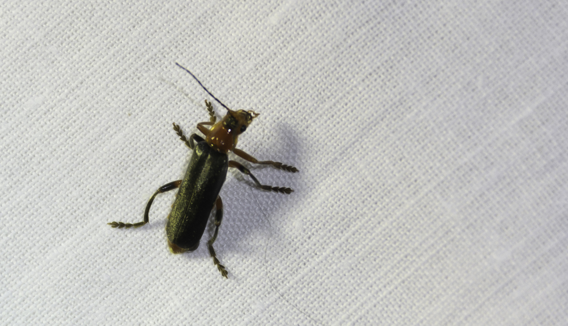 Cantharis livida - mezei lágybogár
