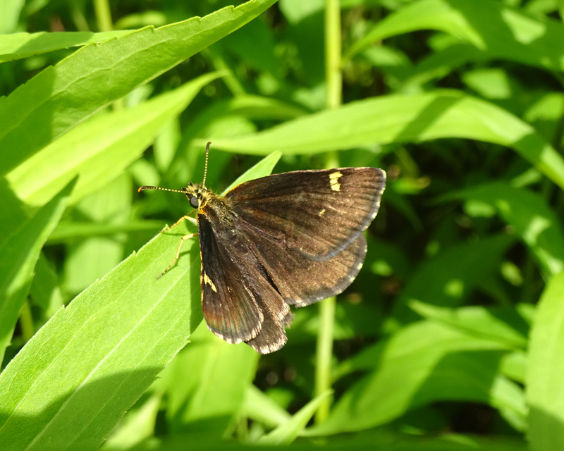 Heteropterus morpheus - tükrös busalepke
