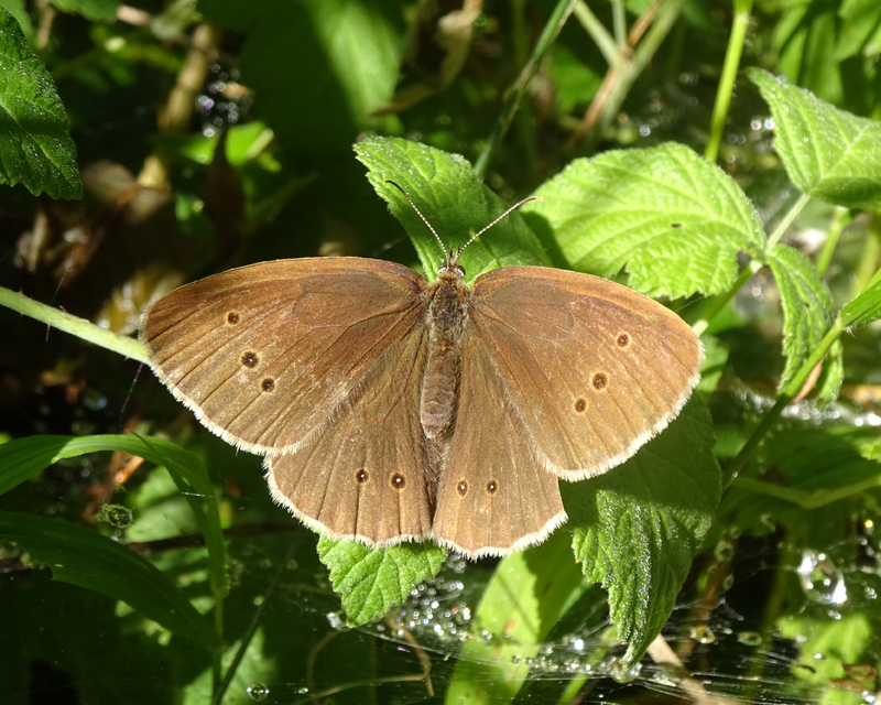 Aphantopus hyperanthus - közönséges ökörszemlepke