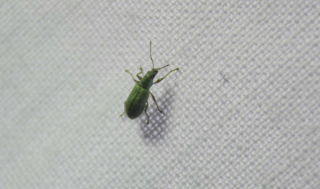 Phyllobius argentatus - ezüstös levélormányos