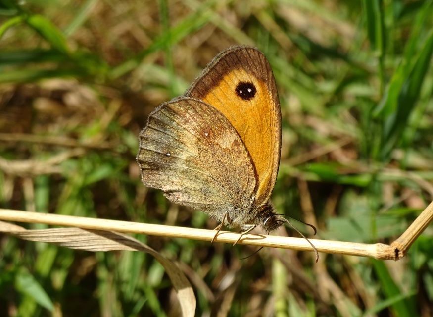 Pyronia tithonus - kis ökörszemlepke