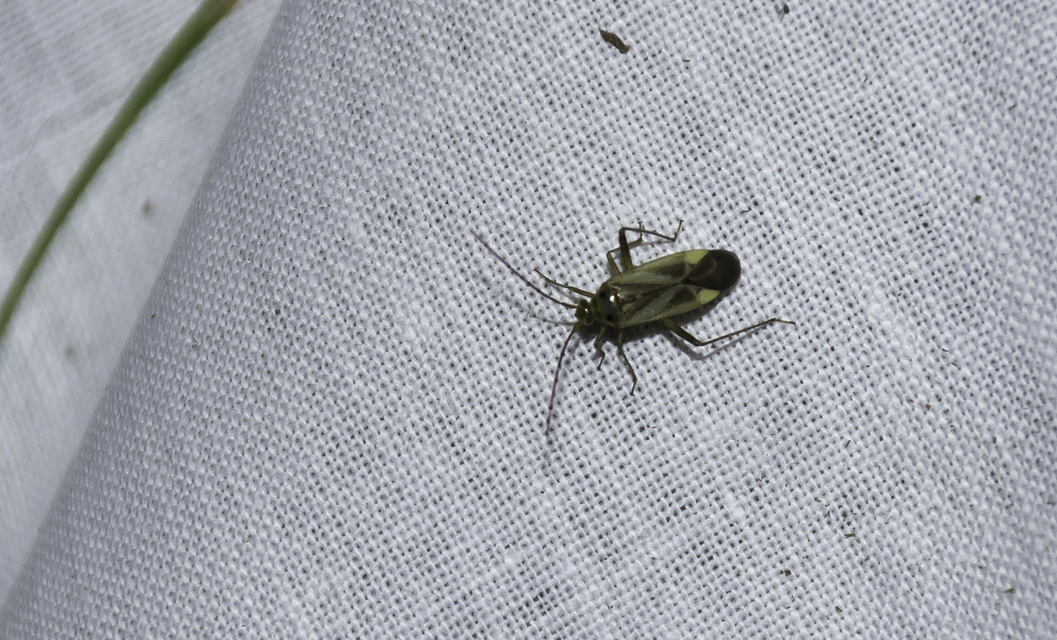 Adelphocoris lineolatus - lucernapoloska
