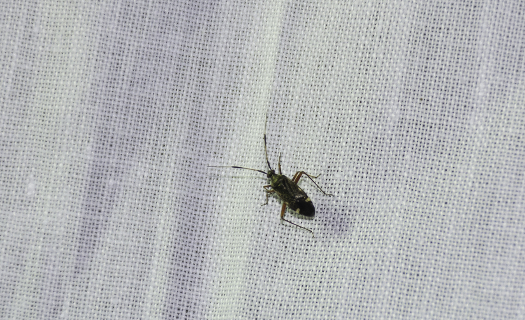 Closterotomus