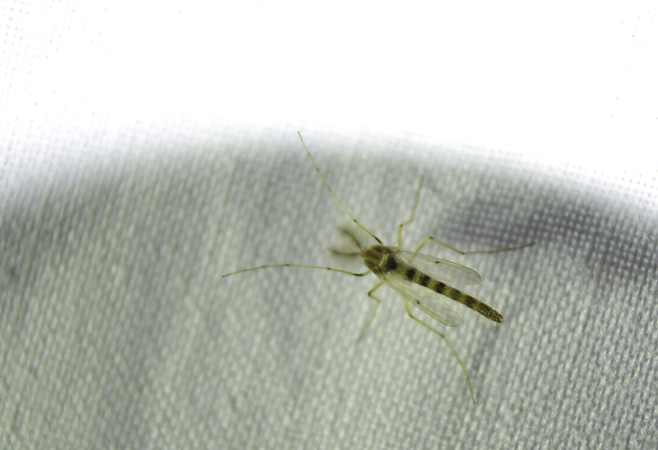Chironominae