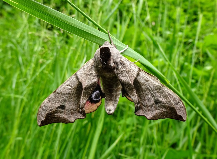 Smerinthus ocellatus - esti pávaszem