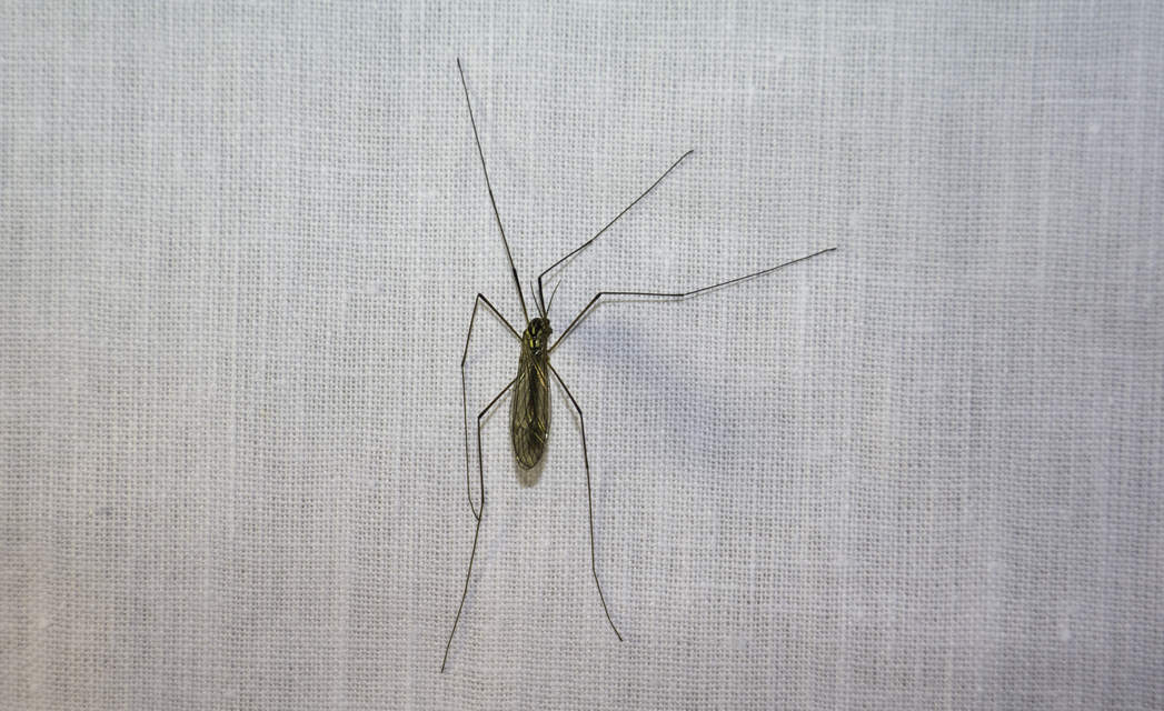 Nephrotoma
