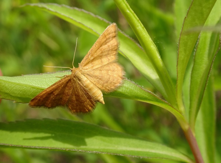 Idaea serpentata - kis sávosaraszoló