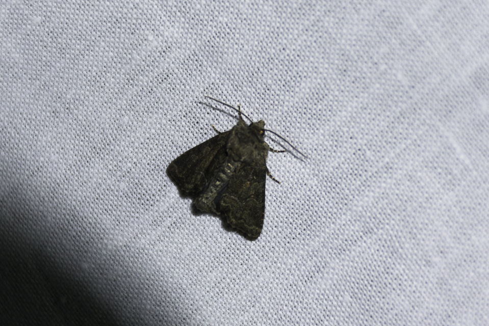 Oligia latruncula - fekete dudvabagoly