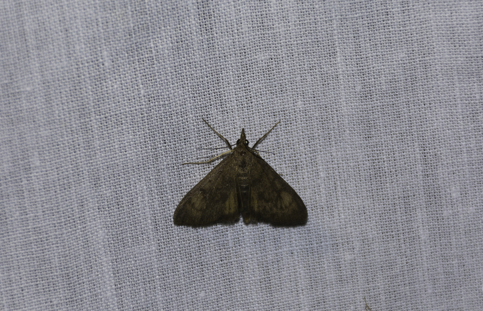 Uresiphita gilvata - feketeöves dudvamoly