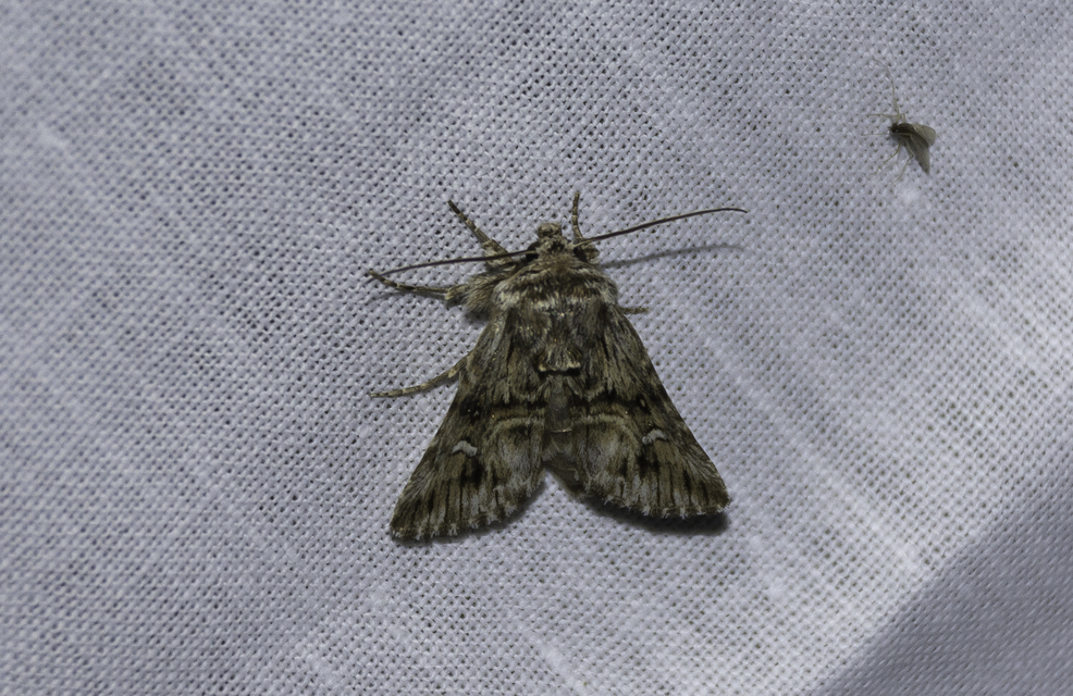 Calophasia lunula - gyújtoványfű-apróbagoly
