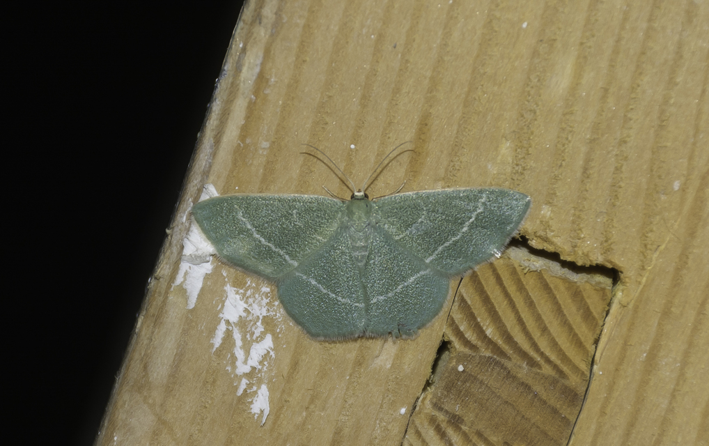 Chlorissa viridata/cloraria