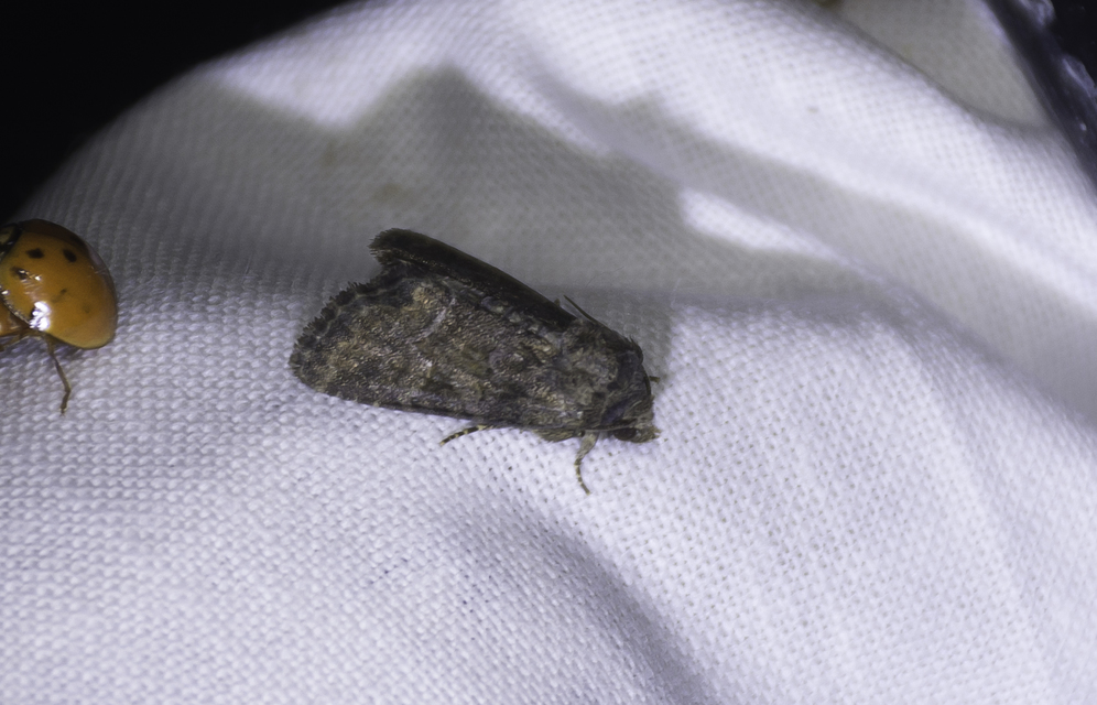 Oligia latruncula - fekete dudvabagoly