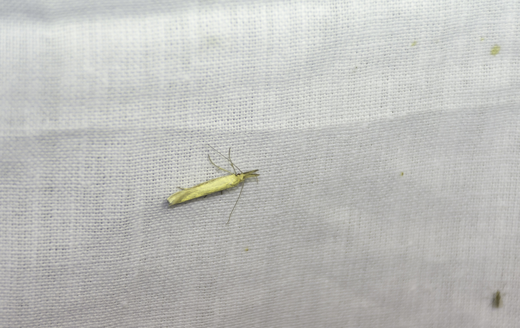 Pleurota