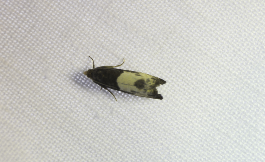 Notocelia cynosbatella - rózsahajtás-tükrösmoly