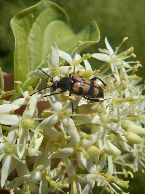 Pachytodes erraticus - rajzos virágcincér