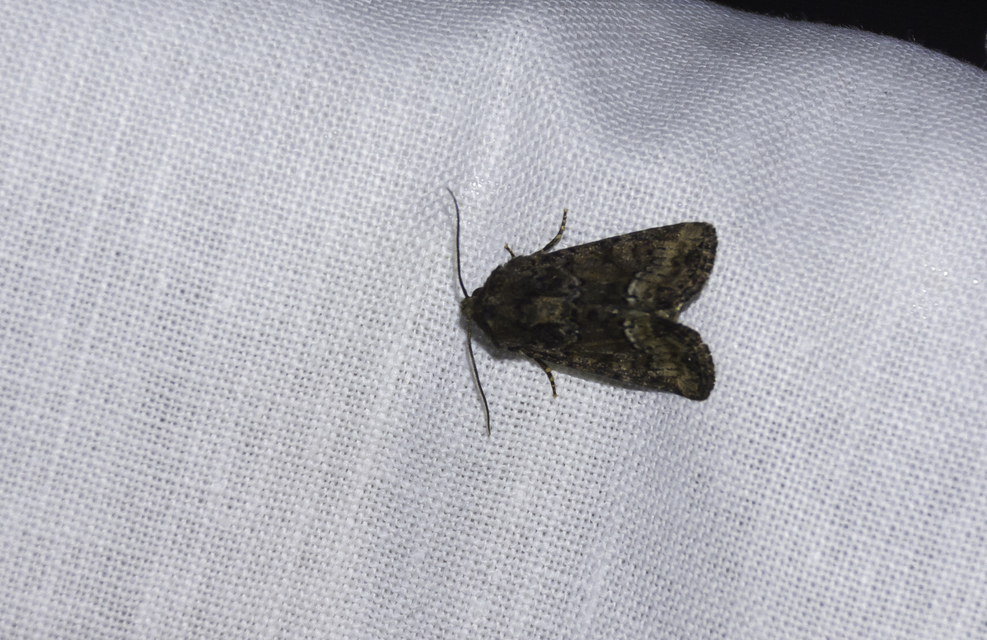 Oligia versicolor - változékony dudvabagoly