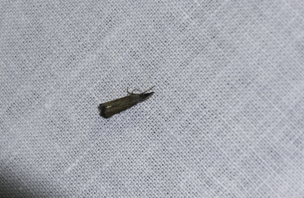 Platytes cerussella - törpe fűgyökérmoly