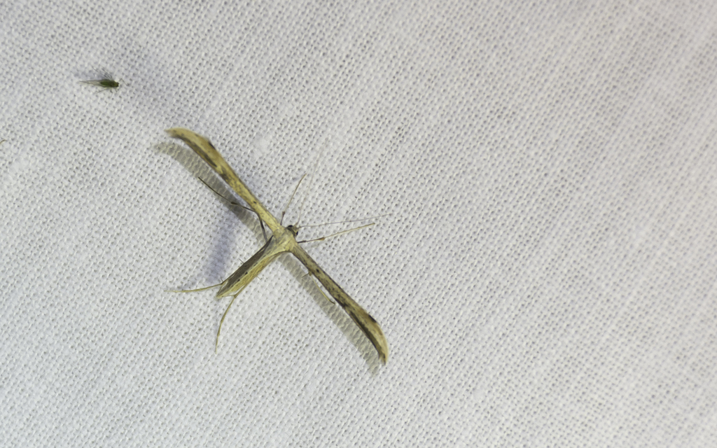 Emmelina monodactyla/argoteles
