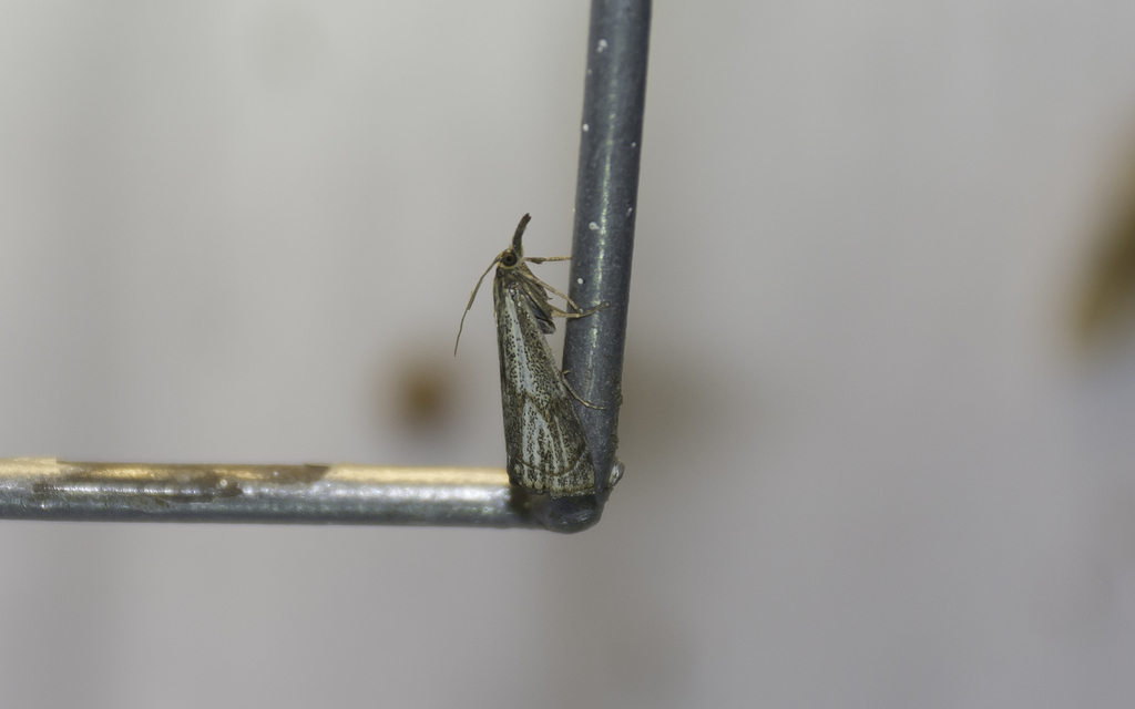 Thisanotia chrysonuchella - tavaszi fűgyökérmoly